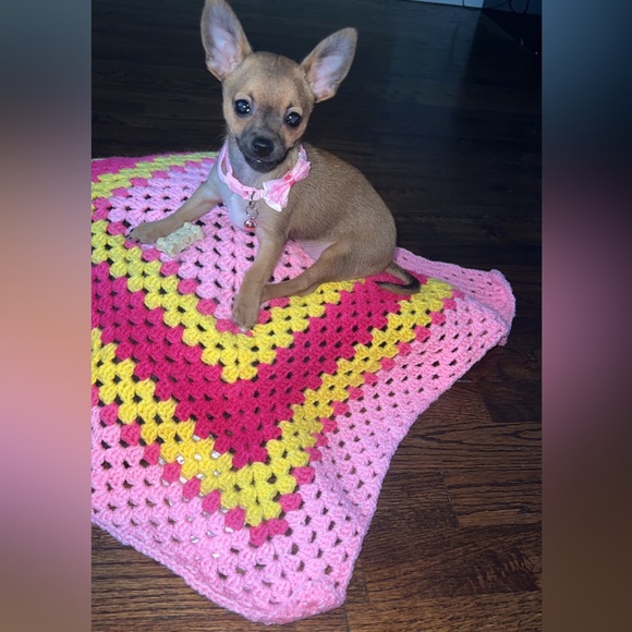 Moor and Lambchop they love their handmade crochet puppy blankets and sweatersπ - Picture 6 of 17